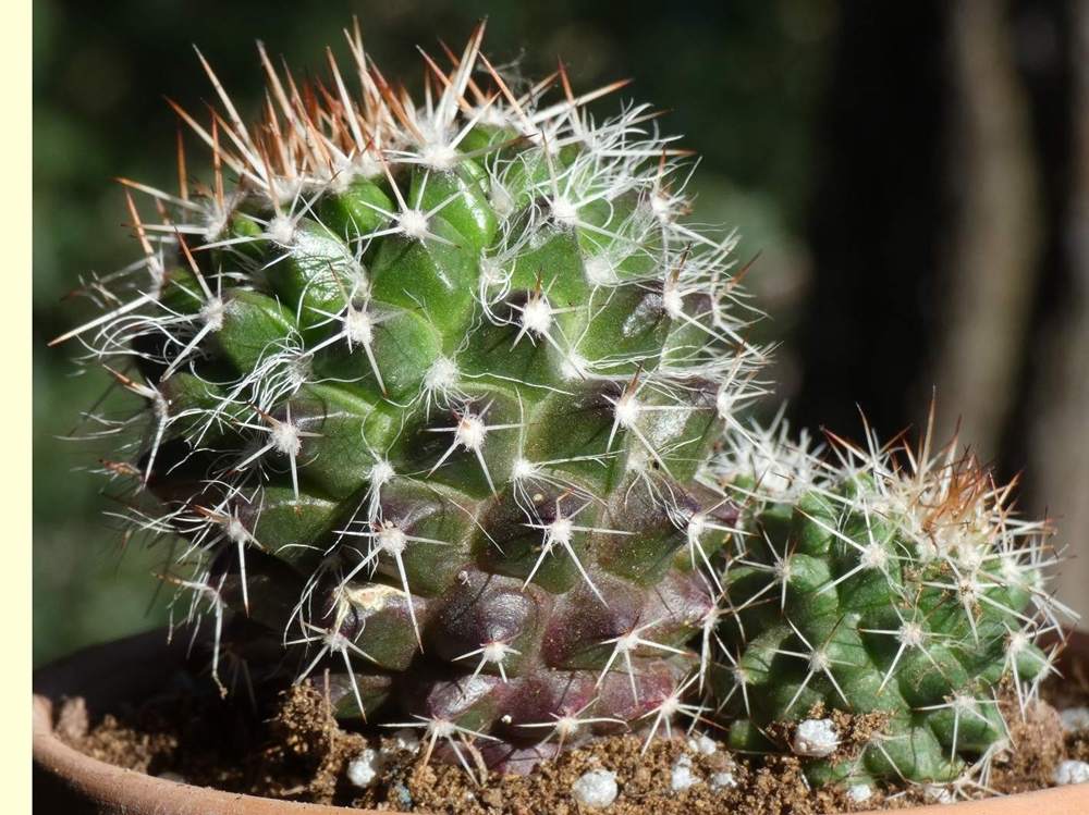 Cactaceae Mammillaria karwinskiana ssp. najepensis
