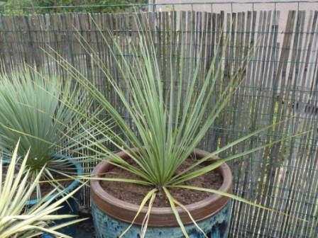 visuel Nolina nelsonii