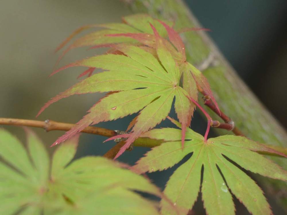 été de aceraceae acer palmatum ssp. matsumurae cv. 'nicholsonii'
