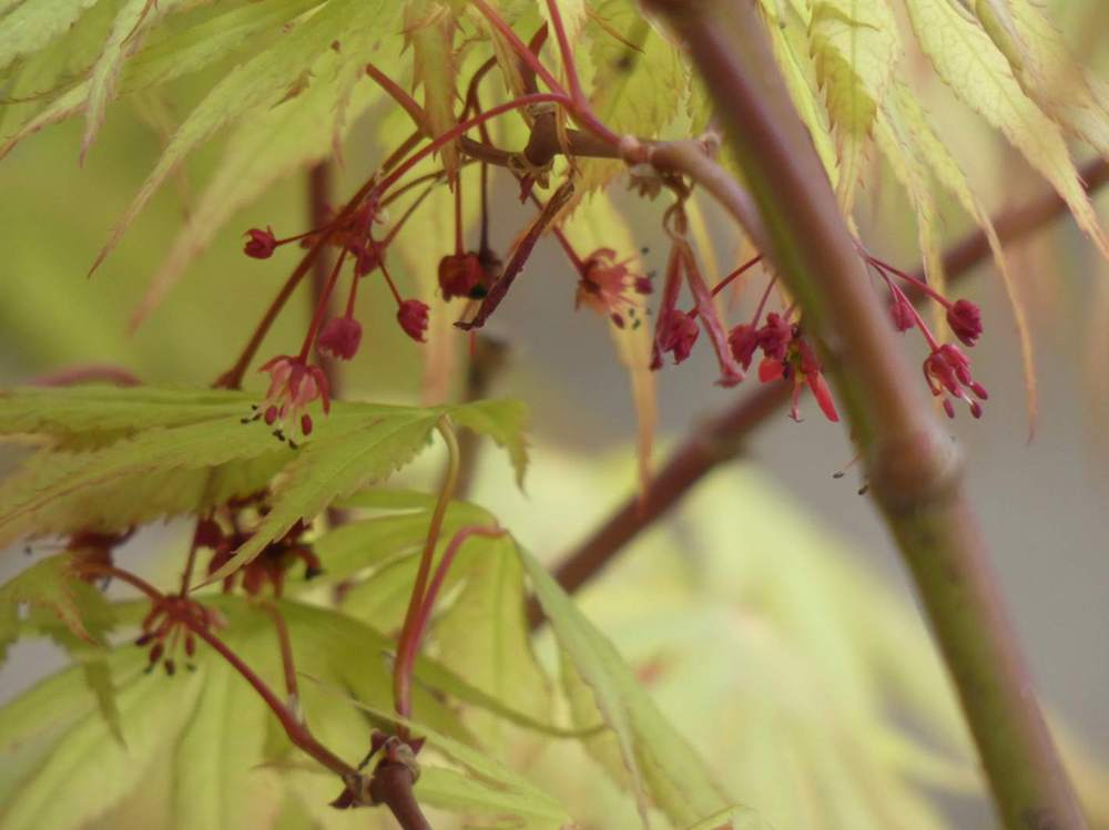 fleur de aceraceae acer palmatum ssp. matsumurae cv. 'nicholsonii'