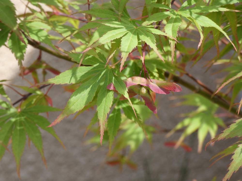 samare de aceraceae acer palmatum ssp. matsumurae cv. 'nicholsonii'
