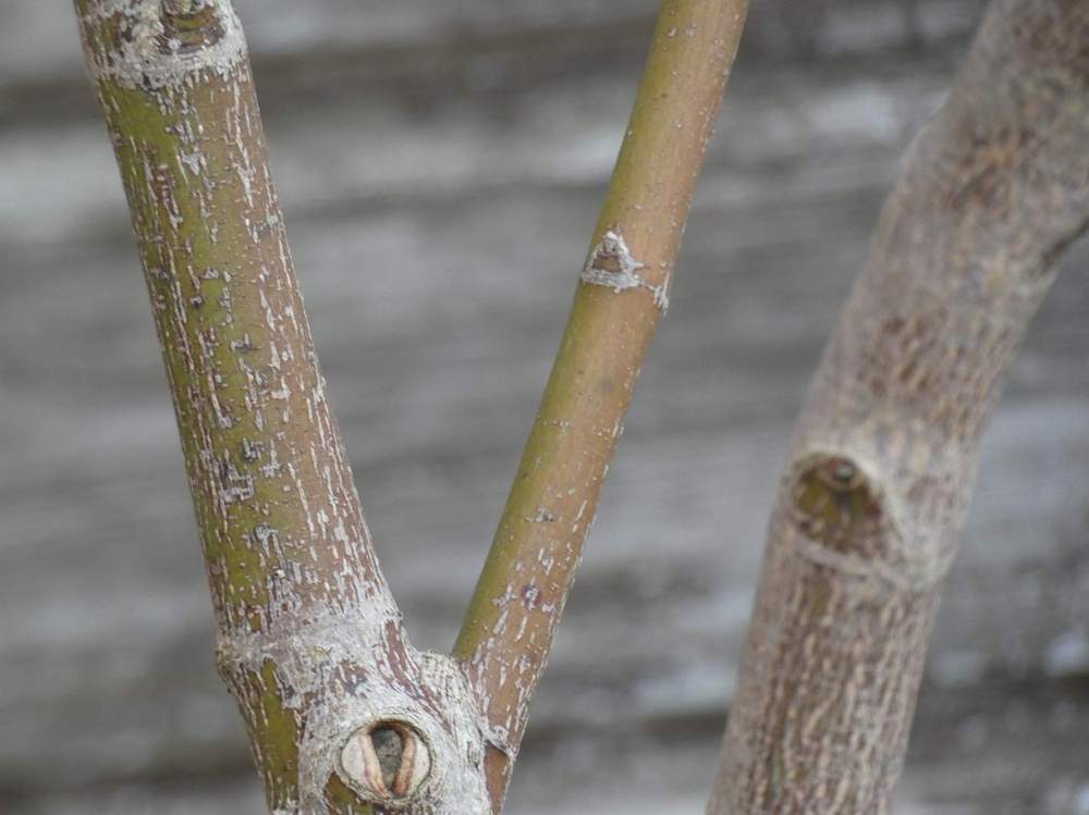 écorce de aceraceae acer palmatum ssp. matsumurae cv. 'nicholsonii'