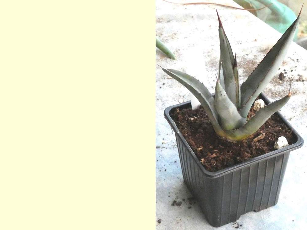 Agavaceae Agave nigra