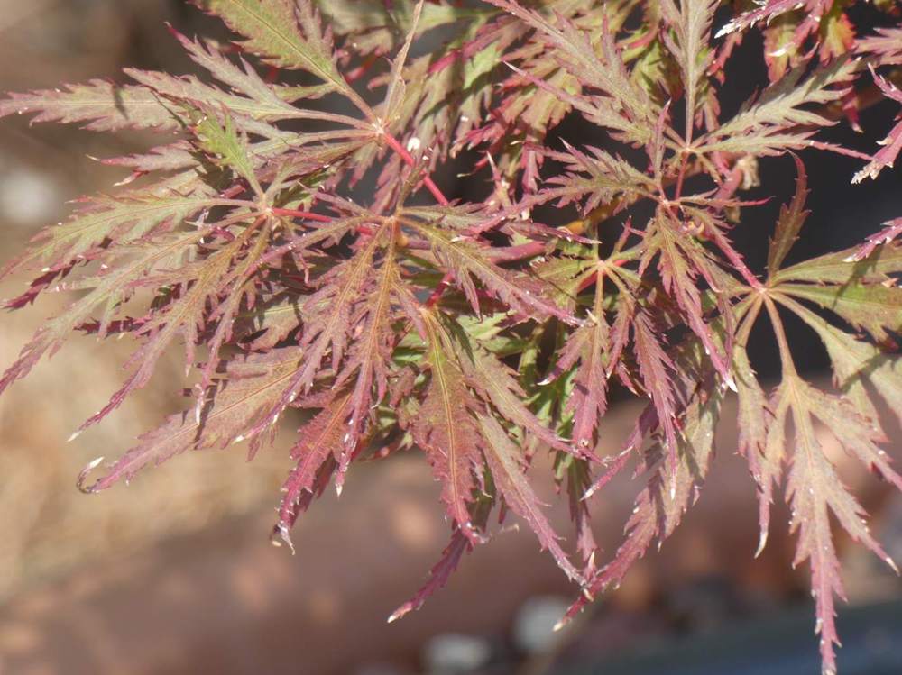 été de aceraceae acer palmatum ssp. matsumurae gr. dissectum cv. 'nigrum'
