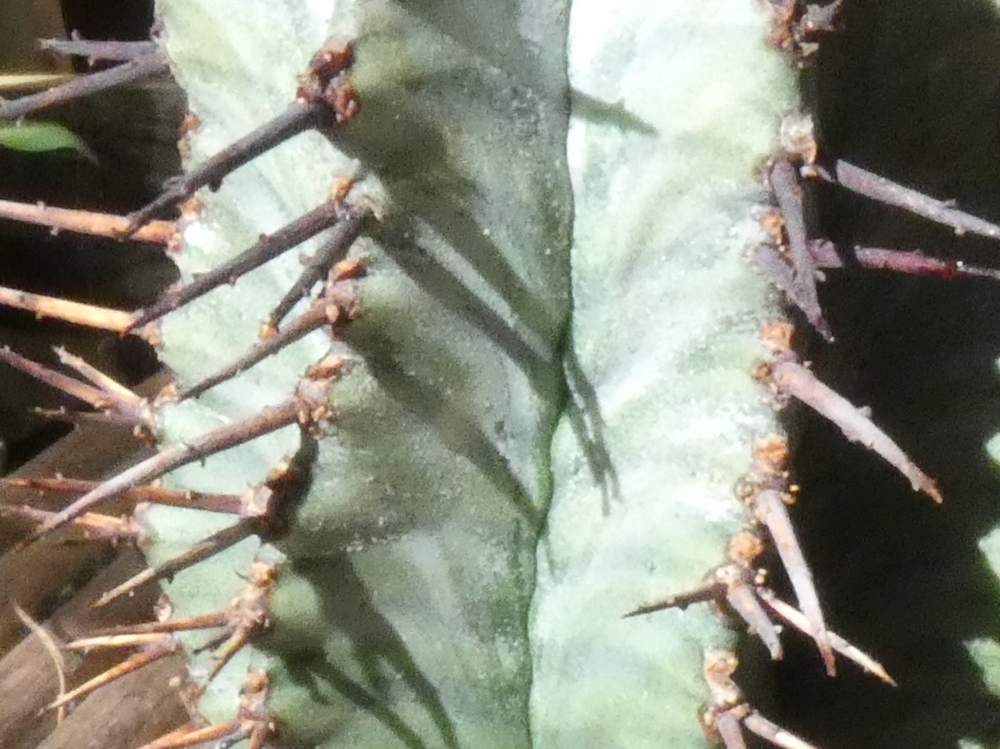 aréole-aiguillon de euphorbiaceae euphorbia horrida var. noorsveldensis