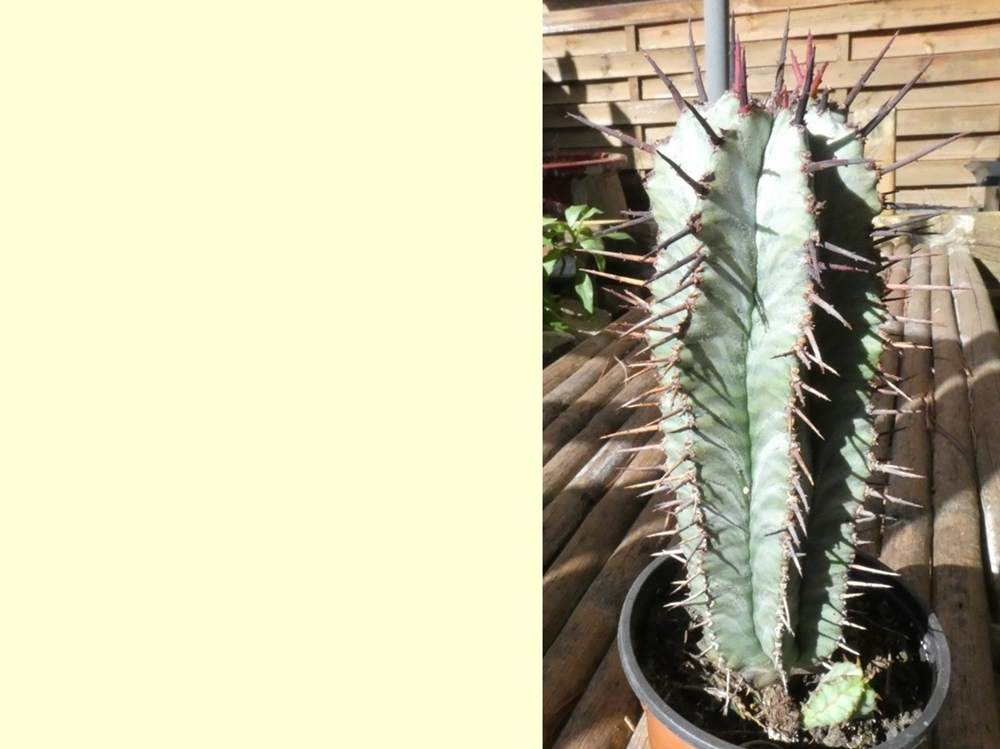 euphorbiaceae euphorbia horrida var. noorveldensis