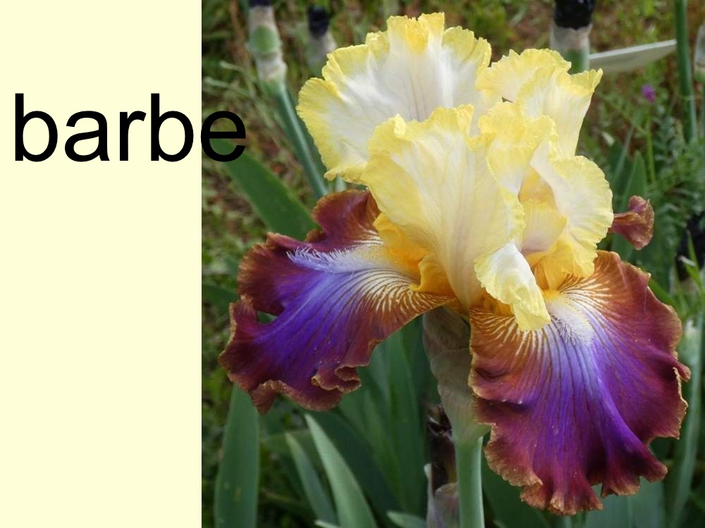 barbe de iridaceae iris barbu cv. 'not a clue'