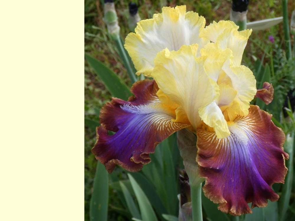 iridaceae iris barbu cv. 'not a clue'