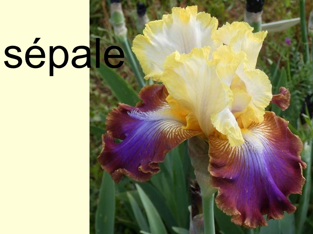 sépale de iridaceae iris barbu cv. 'not a clue'
