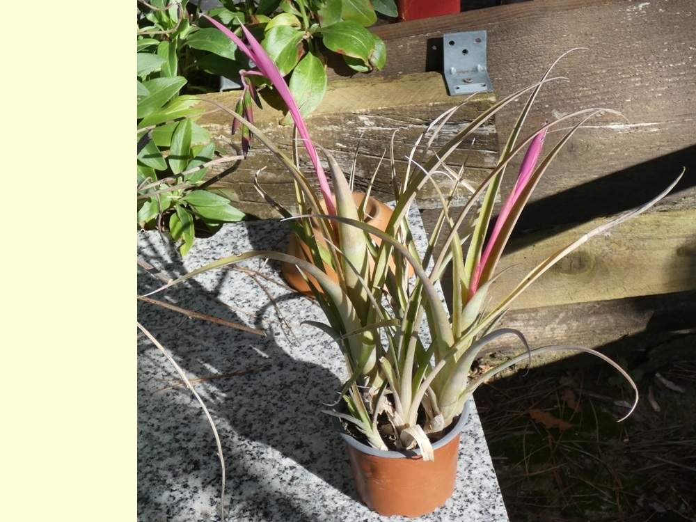 bromeliaceae billbergia nutans