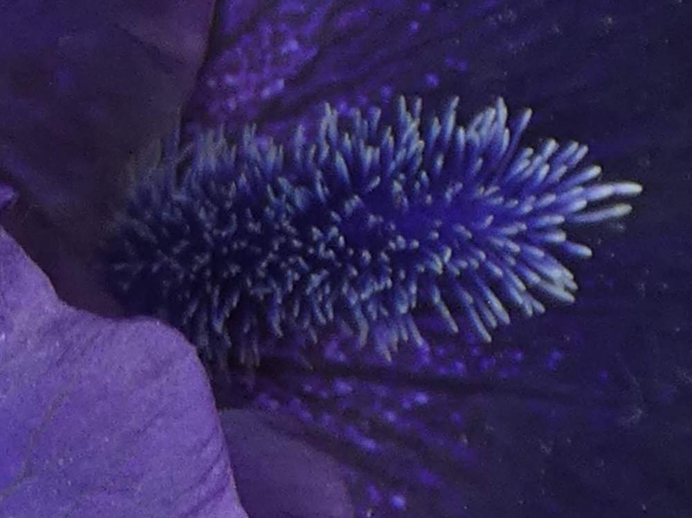 barbe de iridaceae iris barbu cv. 'obsidian'