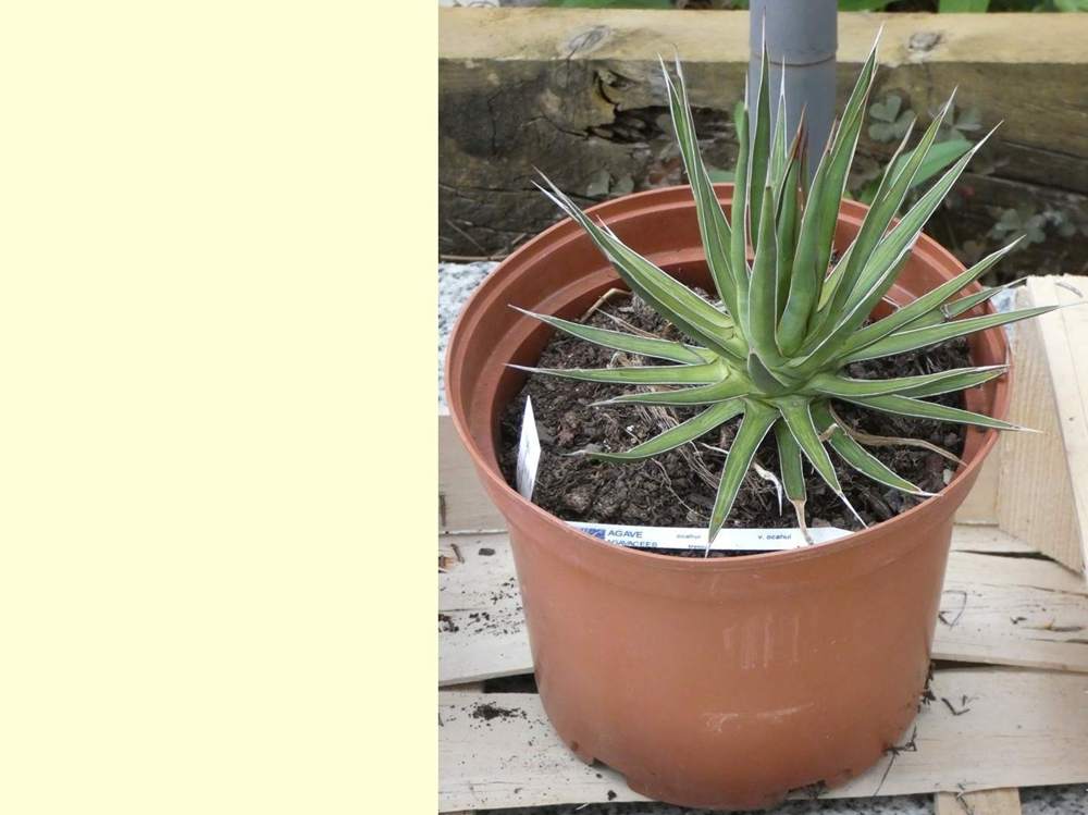 Agavaceae Agave ocahui var. ocahui