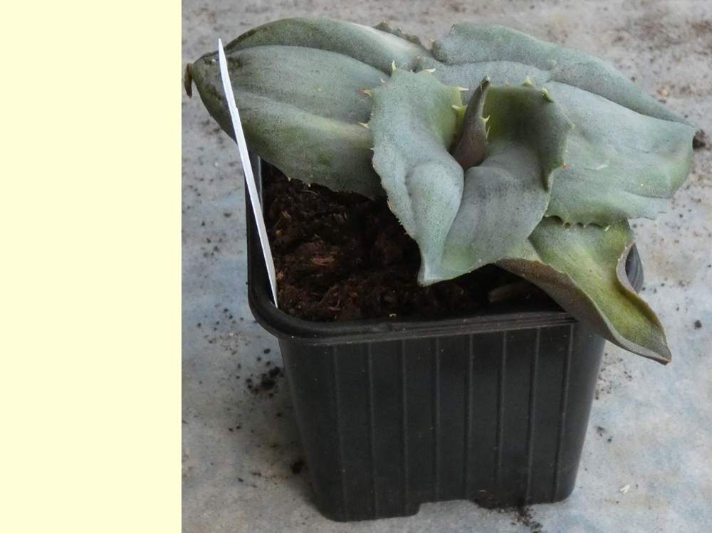 Agavaceae Agave marmorata cv. 'papilio platanoides' f. odd ball