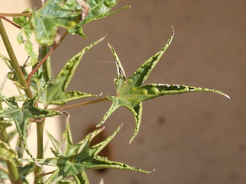 été de aceraceae acer palmatum cv. 'okushimo'
