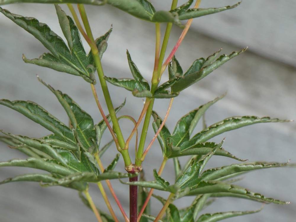 jeune bois de aceraceae acer palmatum cv. 'okushimo'