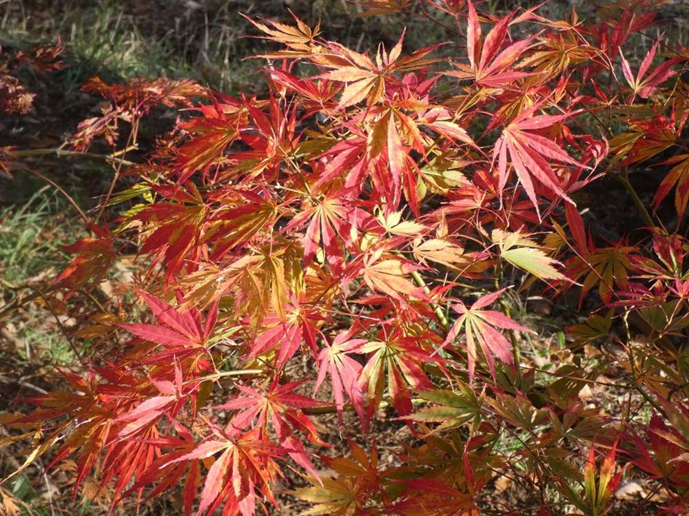 automne de aceraceae acer palmatum ssp. matsumurae cv. 'old kosoni'