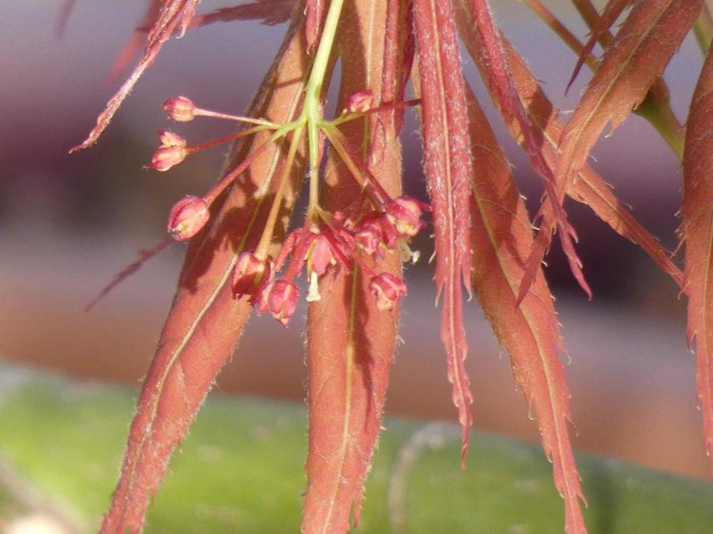fleur de aceraceae acer palmatum ssp. matsumurae cv. 'old kosoni'