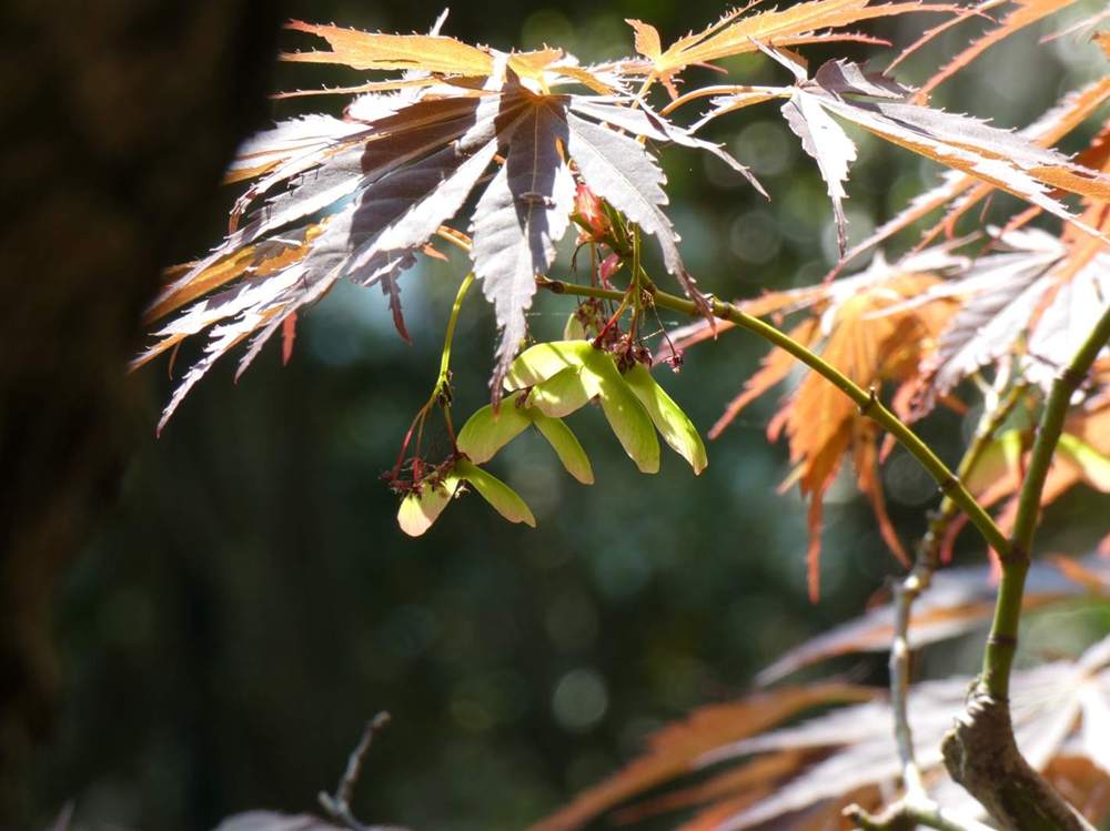 samare de aceraceae acer palmatum ssp. matsumurae cv. 'old kosoni'