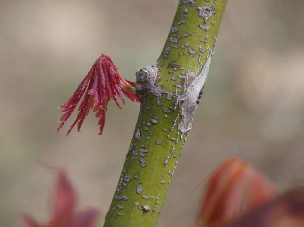 écorce de aceraceae acer palmatum ssp. matsumurae cv. 'old kosoni'