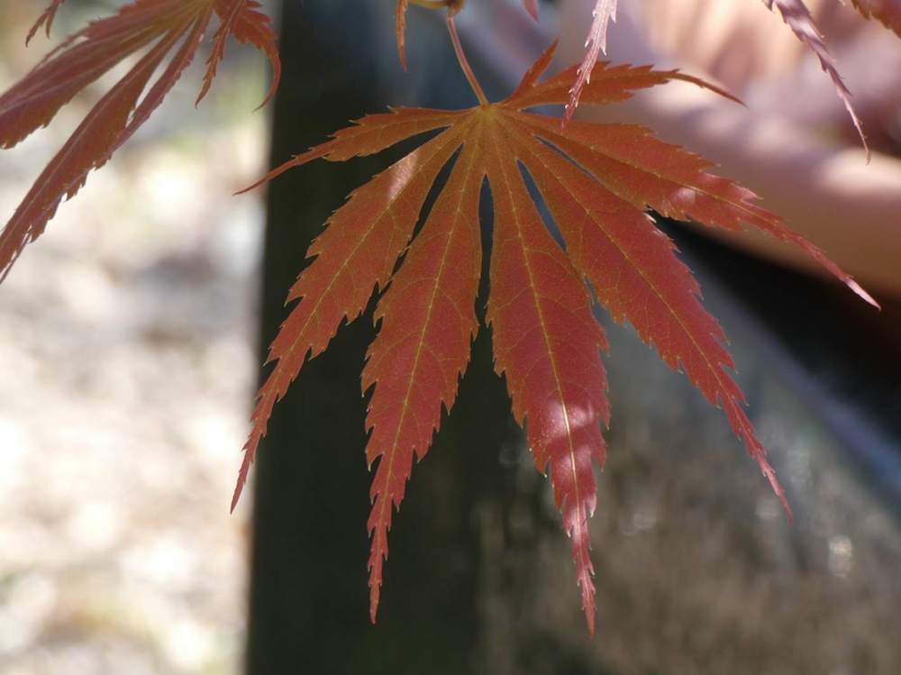 printemps de aceraceae acer palmatum ssp. matsumurae cv. 'old kosoni'