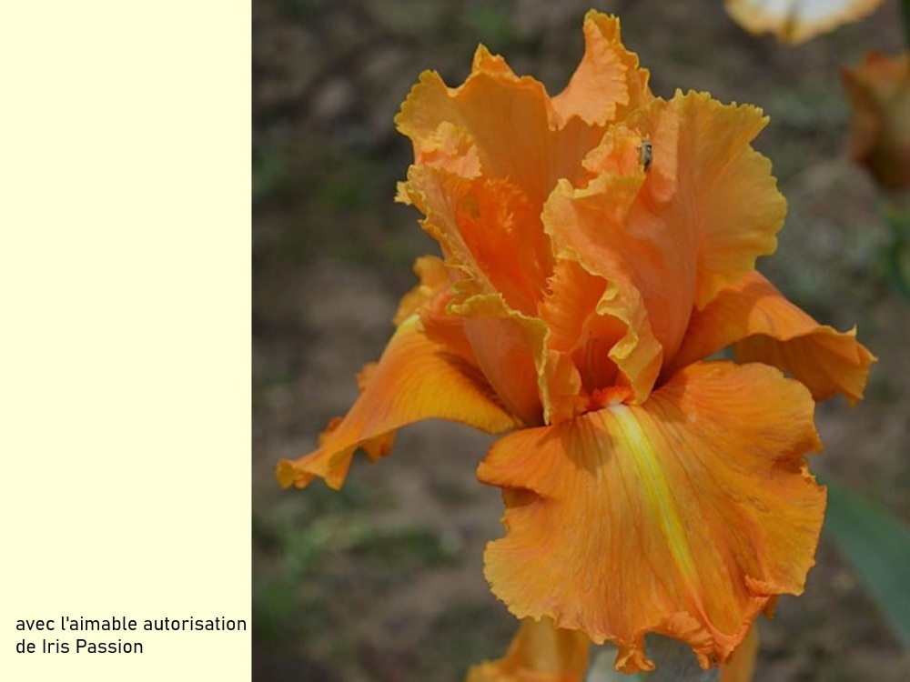 iridaceae iris barbu cv. 'orange splash'