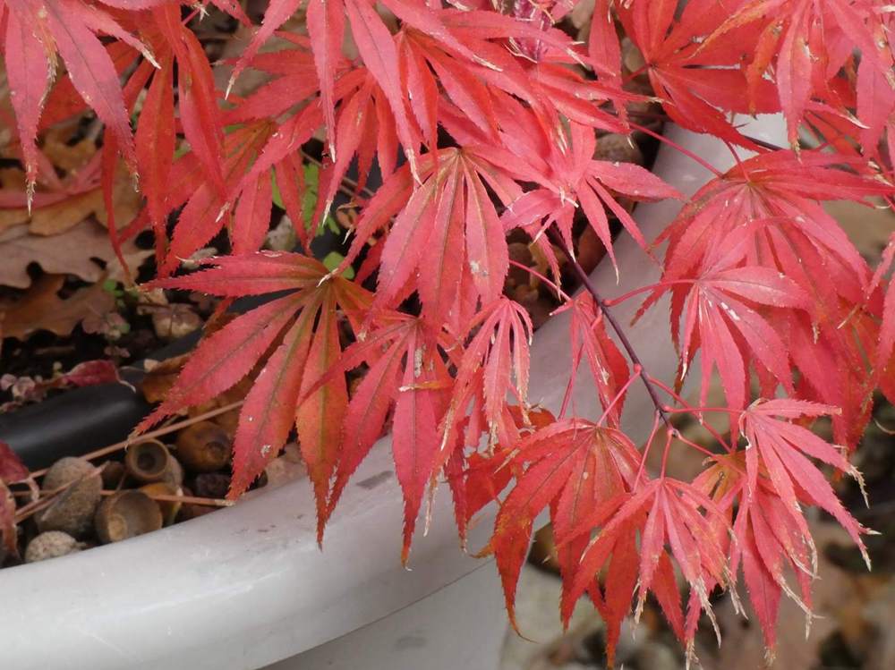 automne de aceraceae acer palmatum ssp. matsumurae cv. 'oregon sunset'