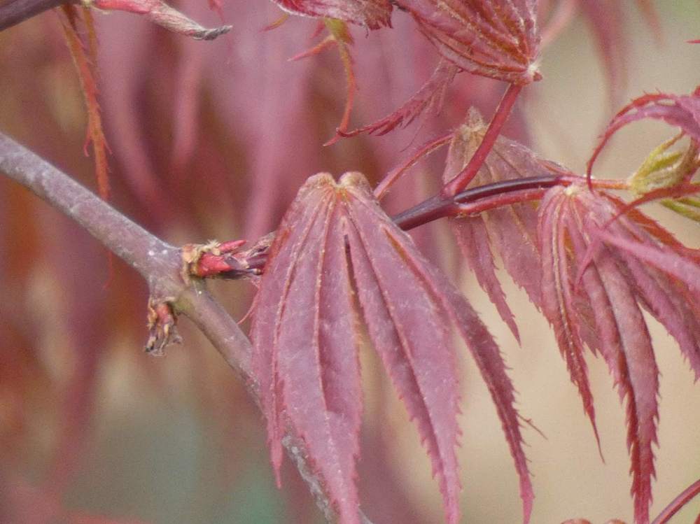 jeune bois de aceraceae acer palmatum ssp. matsumurae cv. 'oregon sunset'