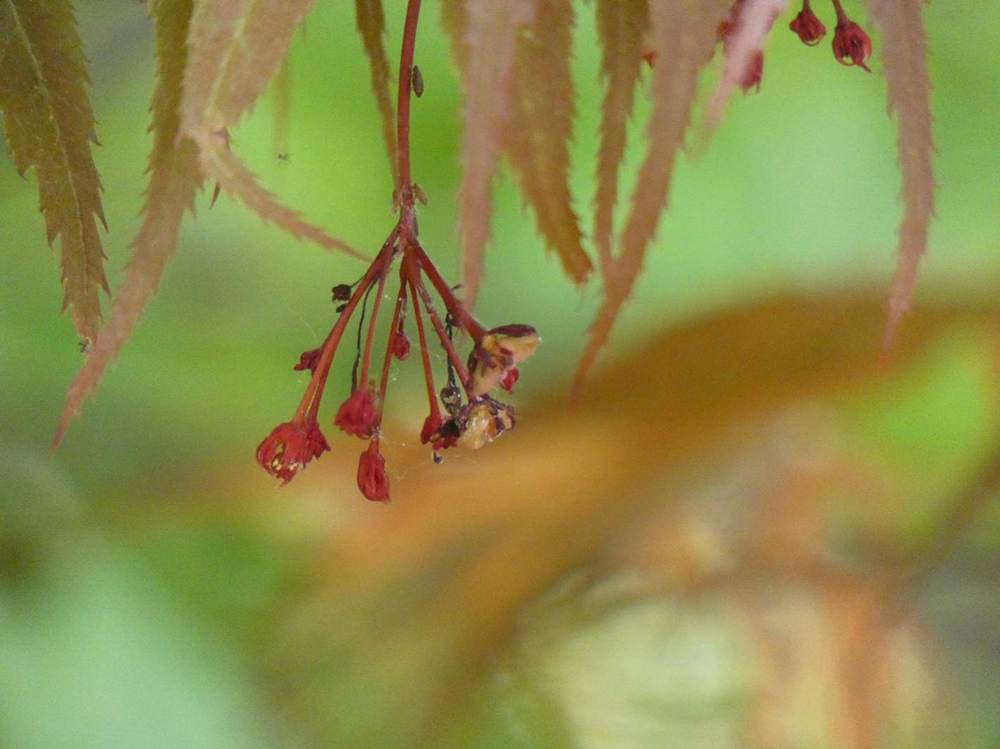 samare de aceraceae acer palmatum ssp. matsumurae cv. 'oregon sunset'