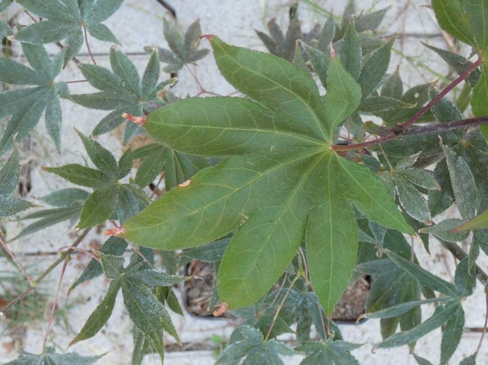 été de aceraceae acer palmatum ssp. amoenum cv. 'Õsakazuki'