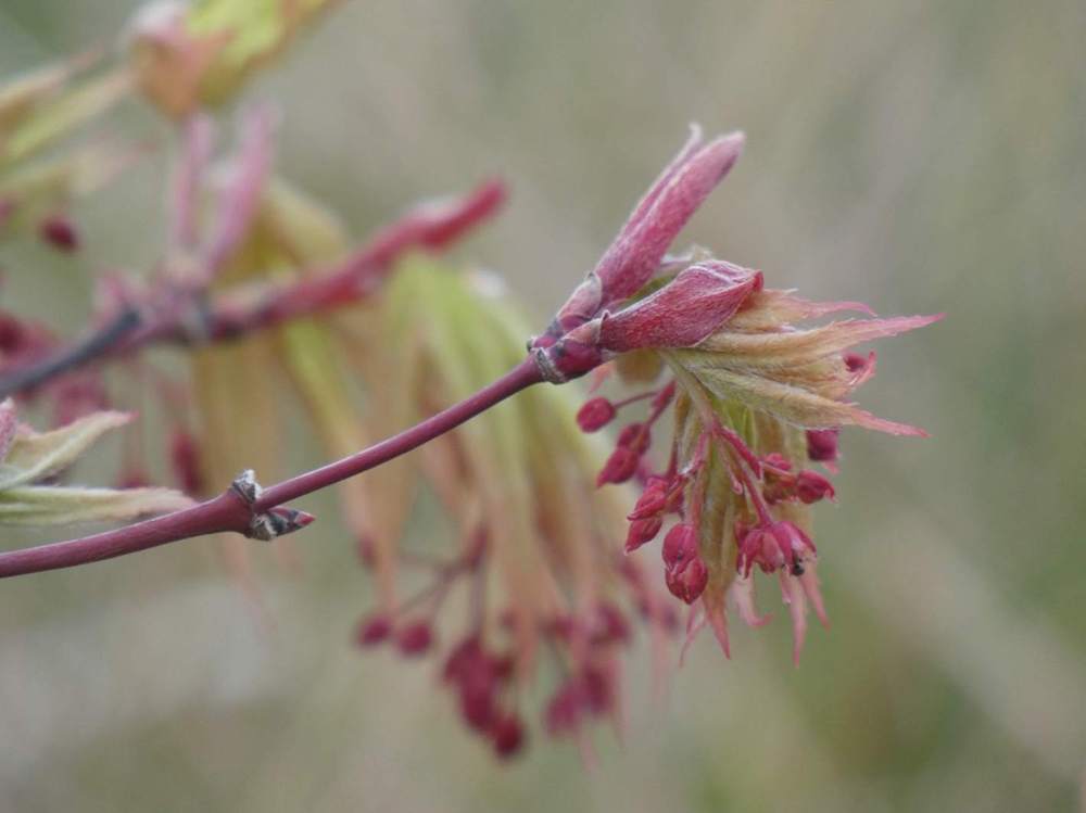 fleur de aceraceae acer palmatum ssp. amoenum cv. 'Õsakazuki'