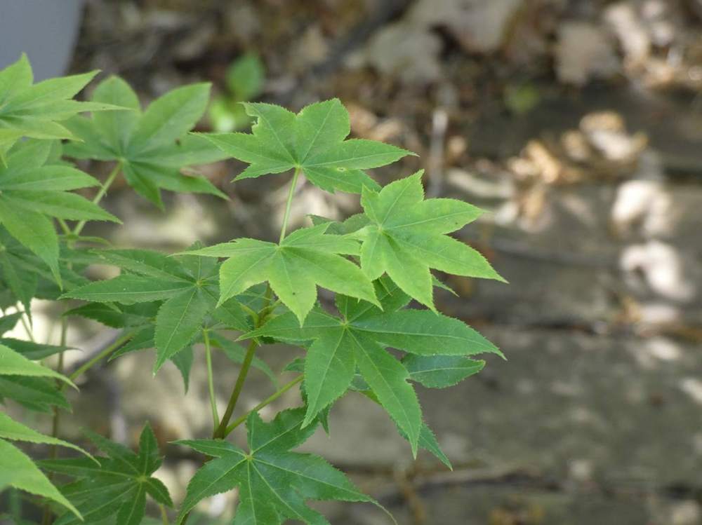 printemps de aceraceae acer palmatum ssp. amoenum cv. 'Õsakazuki'