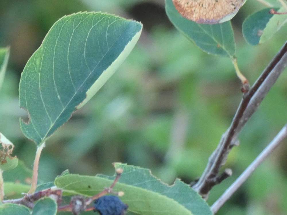 été de rosaceae amelanchier ovalis