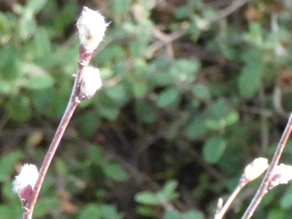 jeune bois de rosaceae amelanchier ovalis