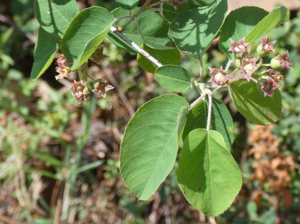 printemps de rosaceae amelanchier ovalis