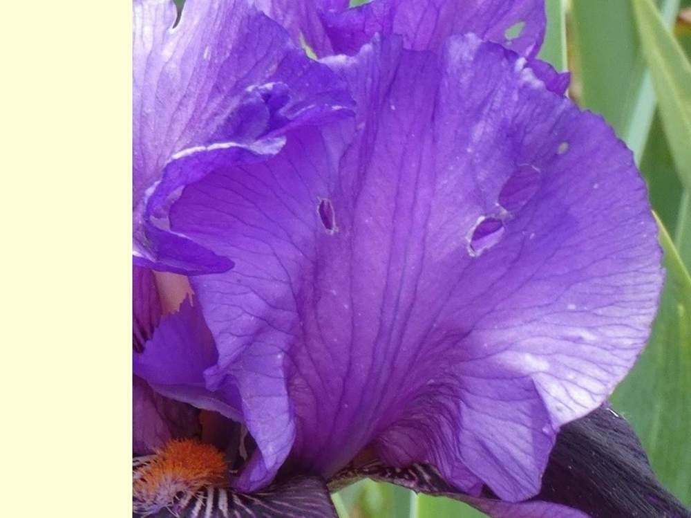 pétale de iridaceae iris barbu cv. 'pagan dance'