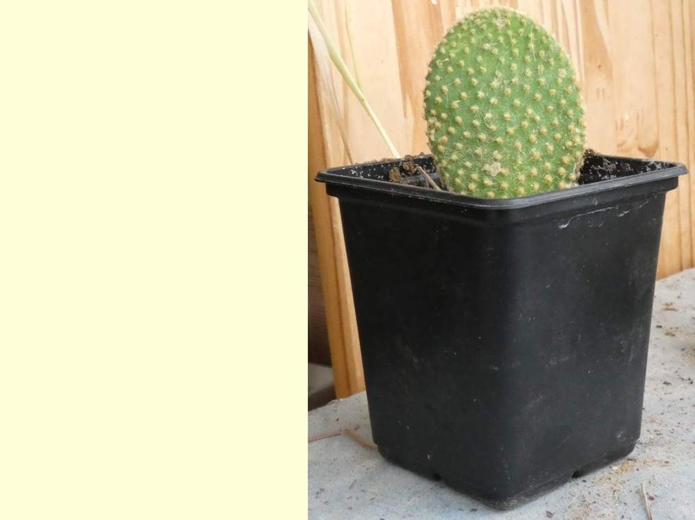 Cactaceae opuntia microdasys var. pallida type