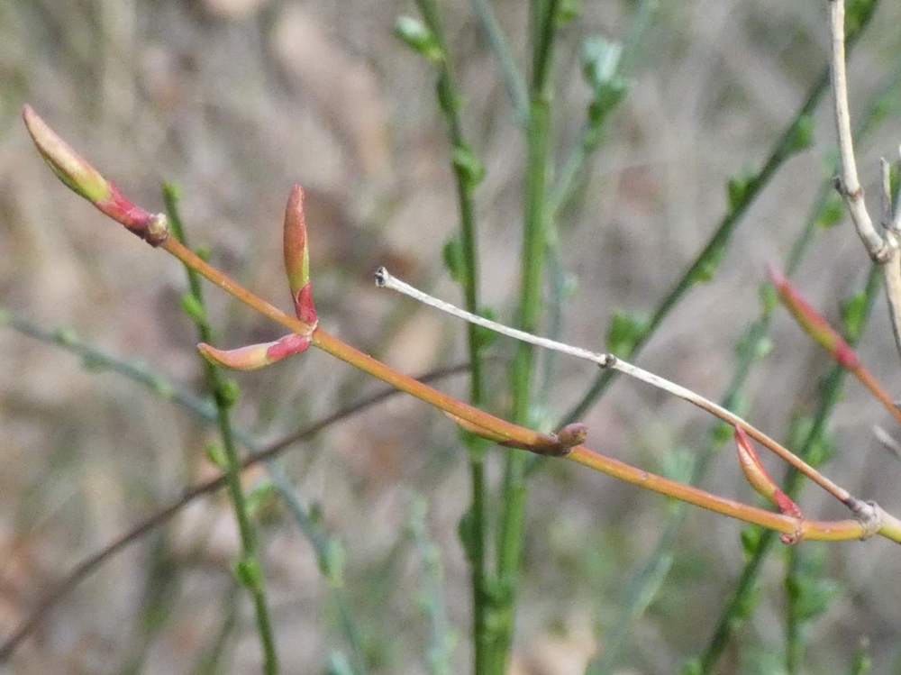 jeune bois de aceraceae acer palmatum    