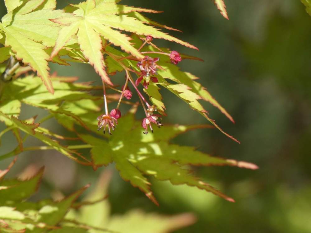 fleur de aceraceae acer palmatum    