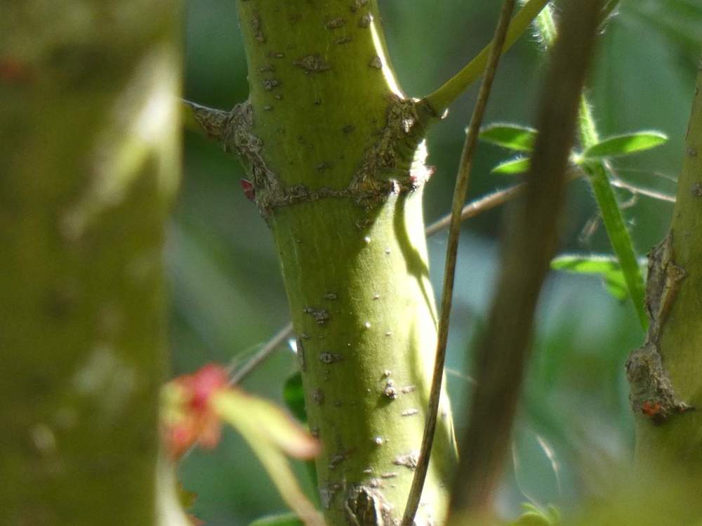écorce de aceraceae acer palmatum    