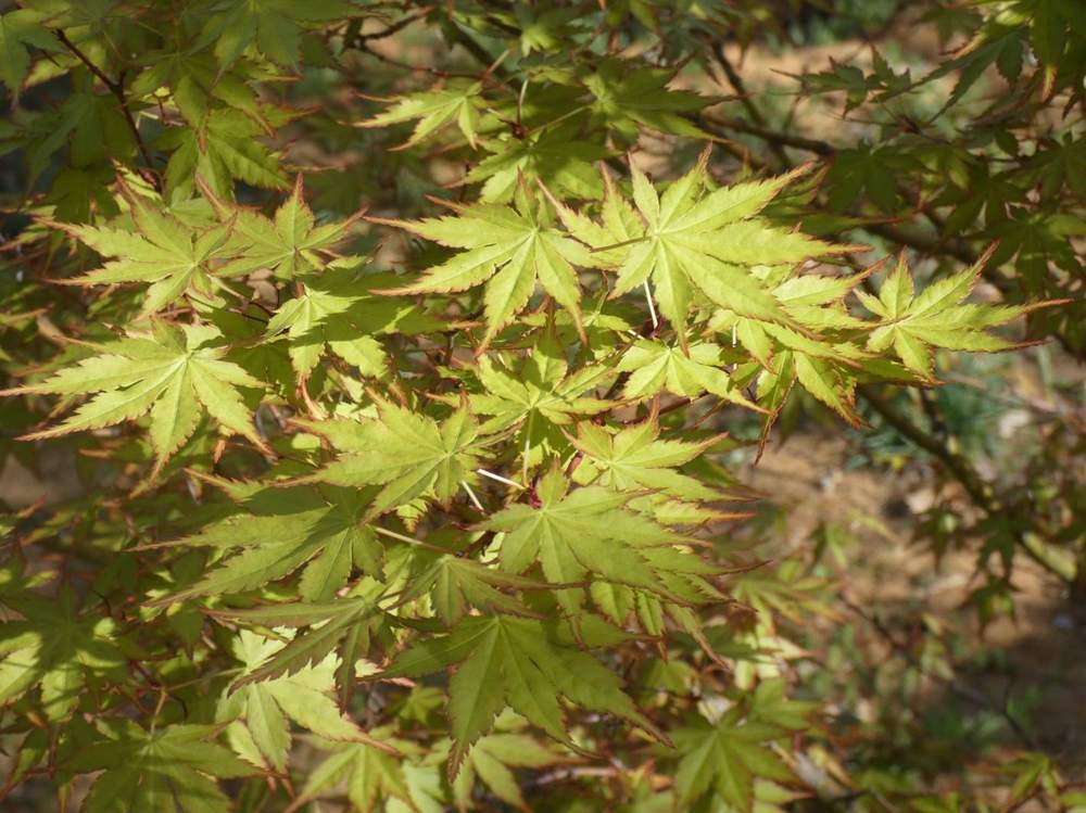 printemps de aceraceae acer palmatum    