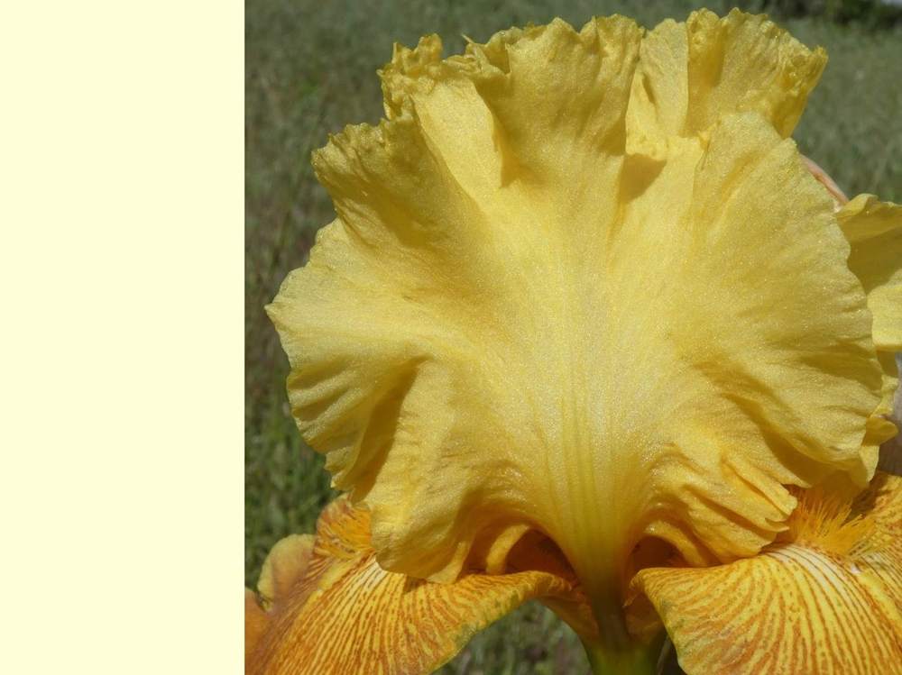 pétale de iridaceae iris barbu cv. 'papeete'