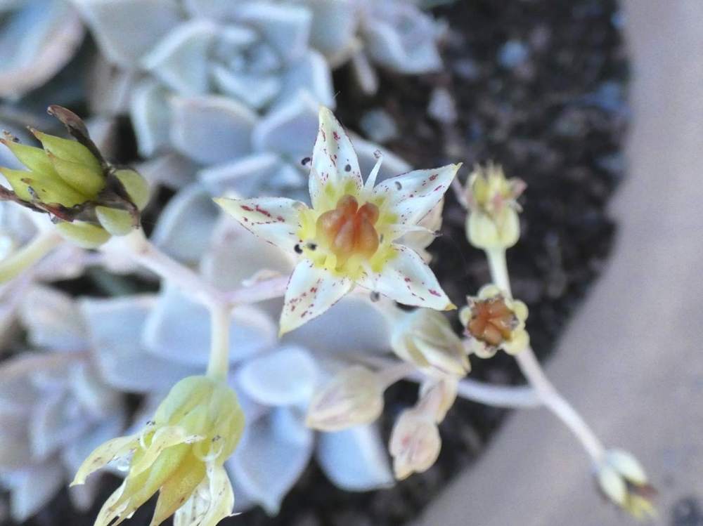 fleur de crassulaceae graptopetalum paraguayense ssp. paraguayense