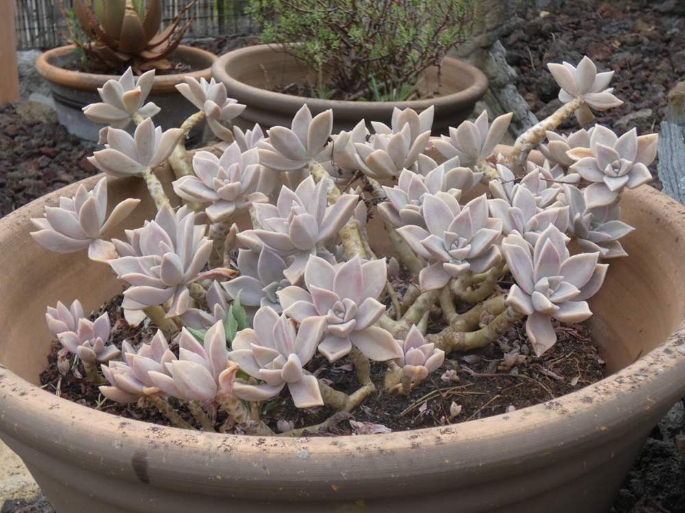 crassulaceae graptopetalum paraguayense ssp. paraguayense
