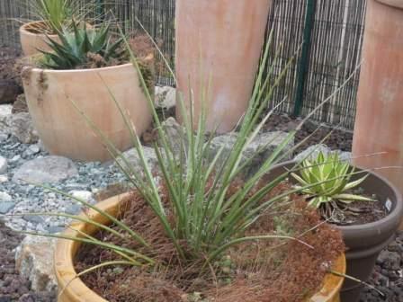 visuel Hesperaloe parviflora