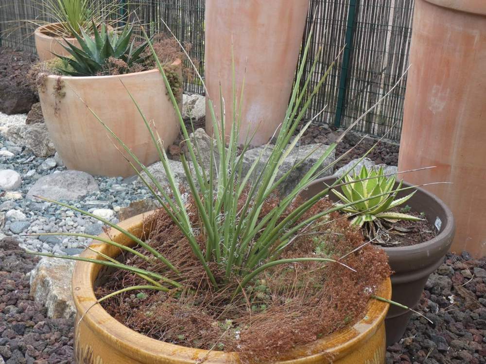Agavaceae Hesperaloe parviflora