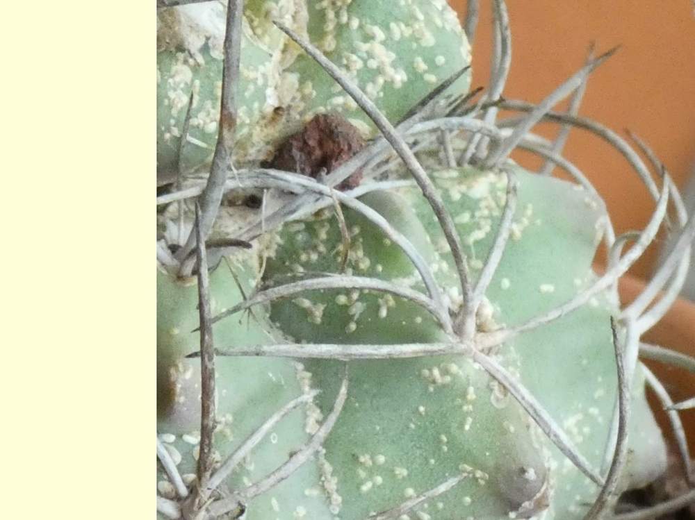 aréole-aiguillon de cactaceae neoporteria paucicostata