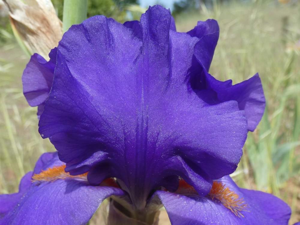 pétale de iridaceae iris barbu cv. 'paul black'