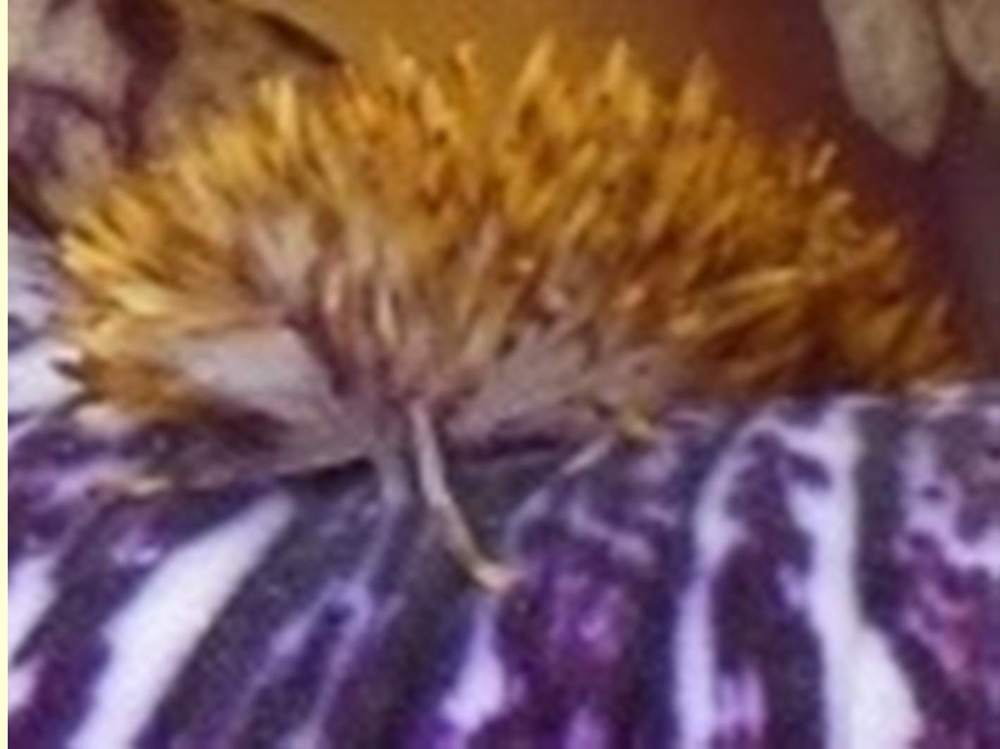 barbe de iridaceae iris barbu cv. 'peggy anne'