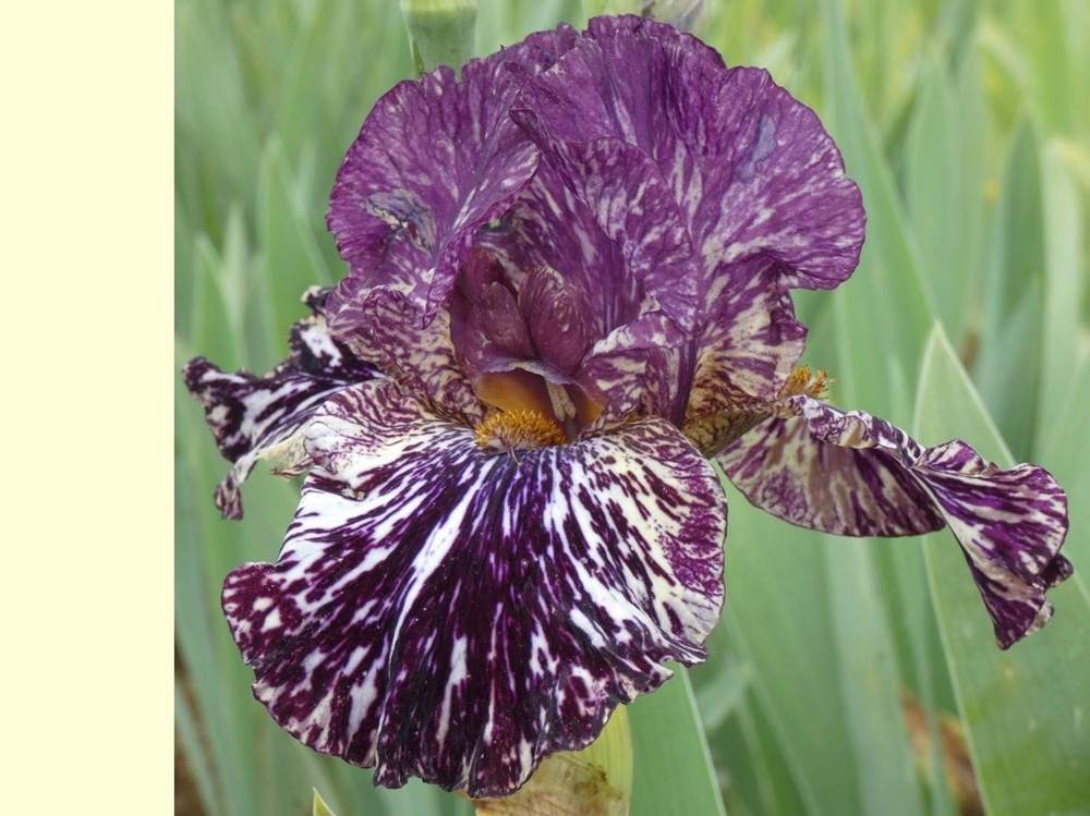 iridaceae iris barbu cv. 'peggy anne'