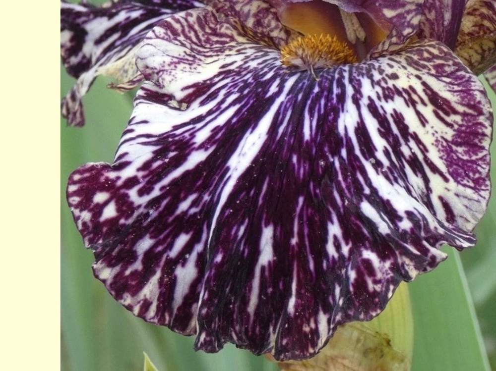 sépale de iridaceae iris barbu cv. 'peggy anne'